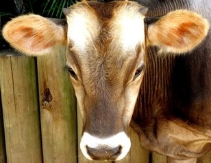 Detail Cow Images Free Download Nomer 27