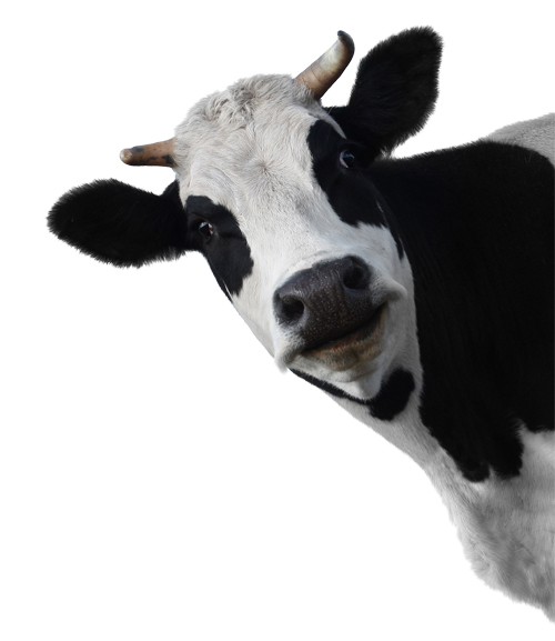 Detail Cow Images Free Download Nomer 28