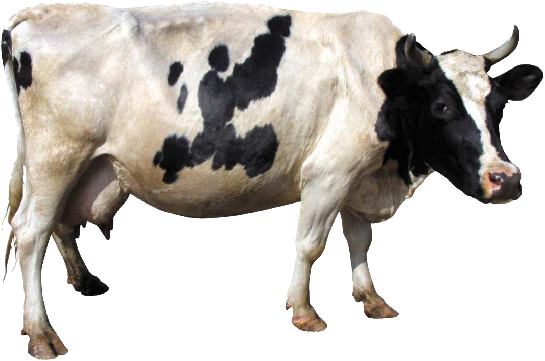 Detail Cow Images Free Download Nomer 36