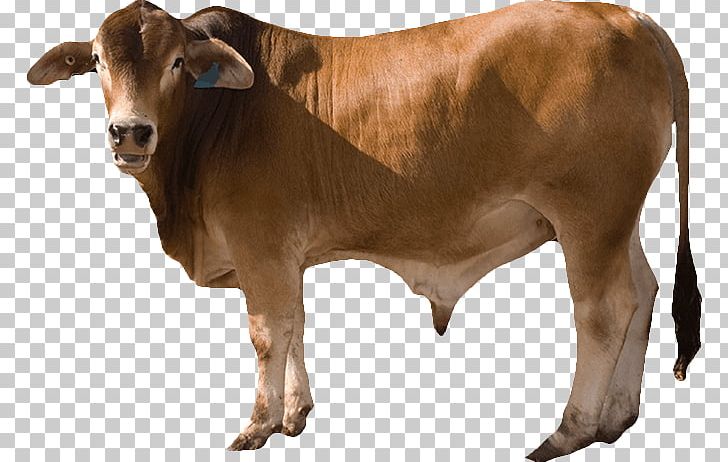 Detail Cow Images Free Download Nomer 53