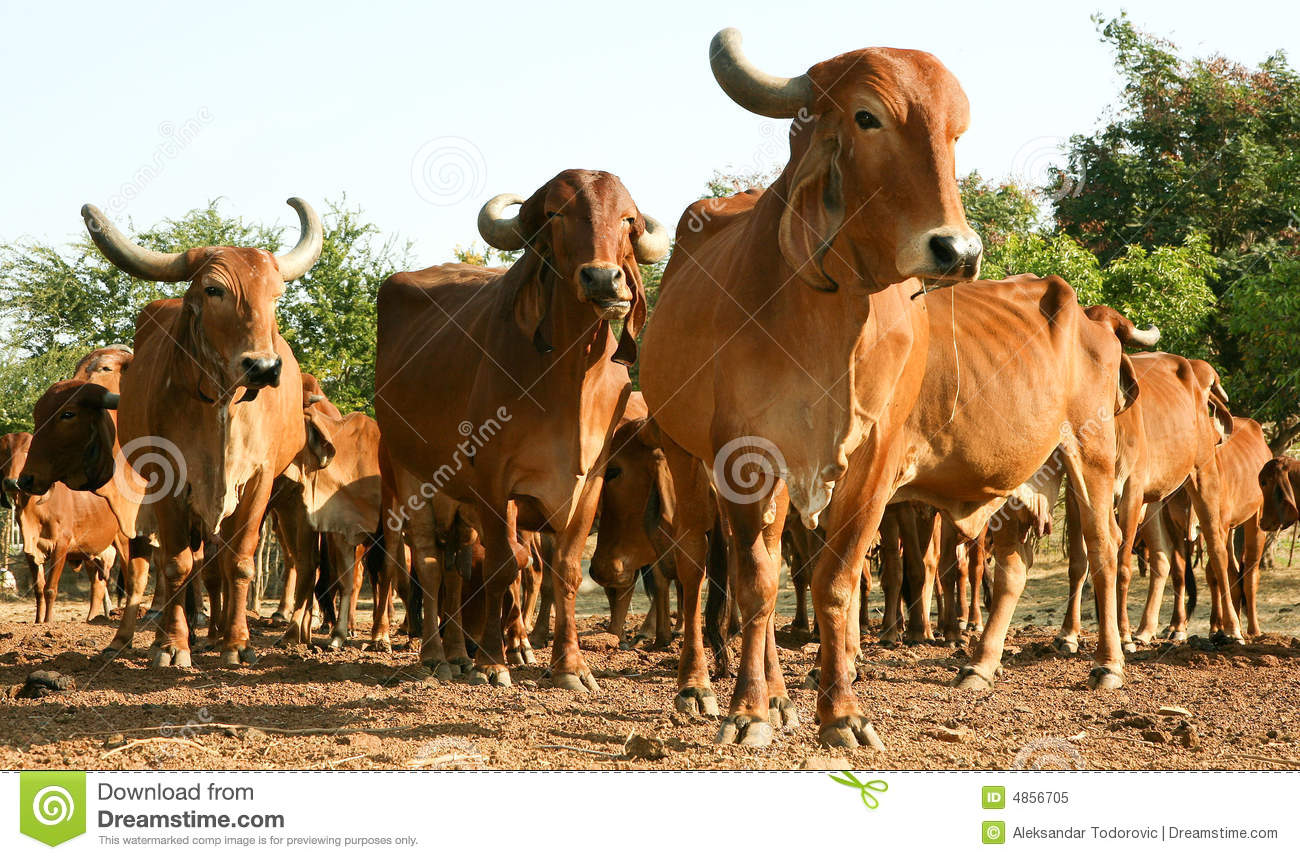 Detail Cow Images Free Download Nomer 55