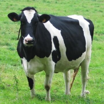 Detail Cow Jpeg Nomer 15