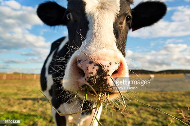 Detail Cow Jpeg Nomer 20