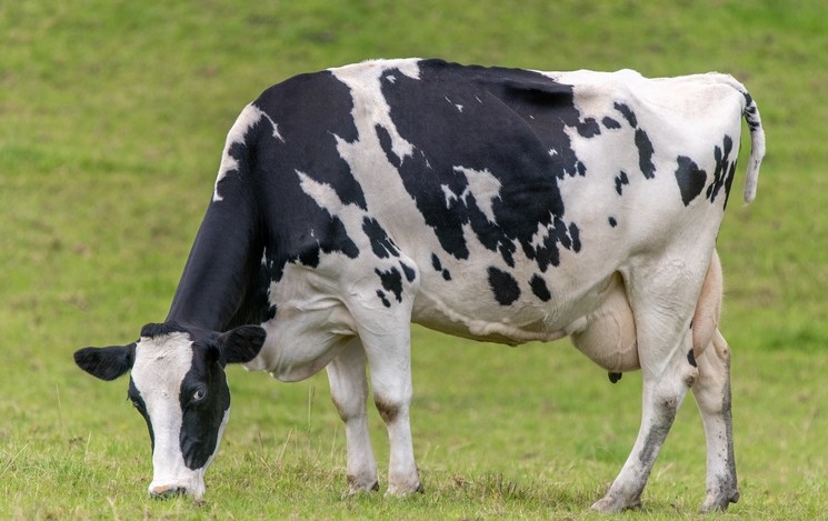 Detail Cow Jpeg Nomer 26