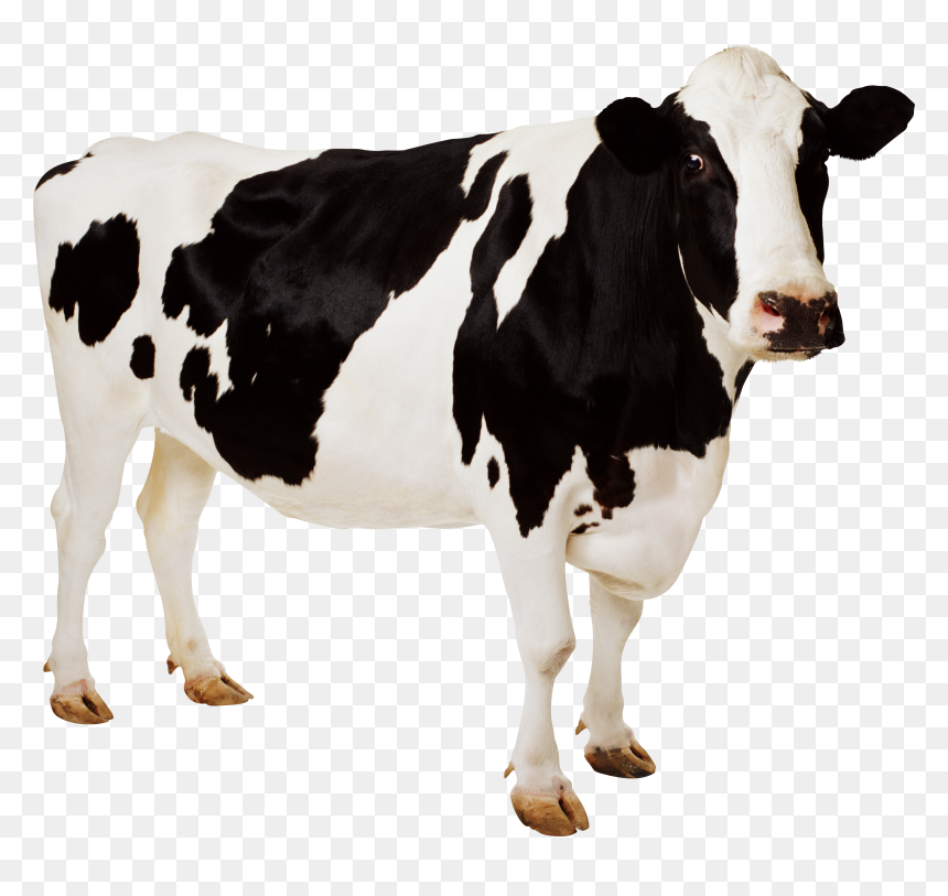 Detail Cow Jpeg Nomer 4