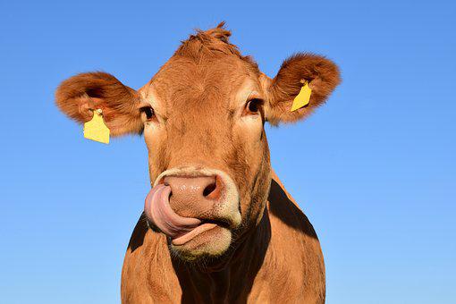 Detail Cow Jpeg Nomer 28