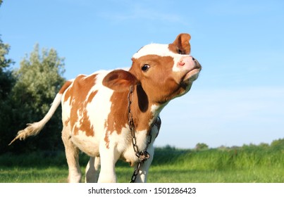 Detail Cow Jpeg Nomer 32