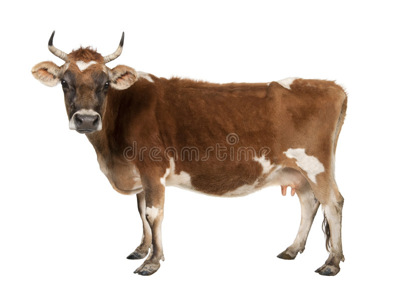 Detail Cow Jpeg Nomer 33