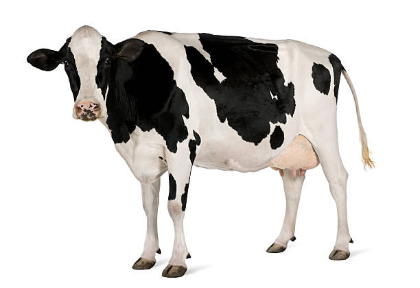 Detail Cow Jpeg Nomer 5