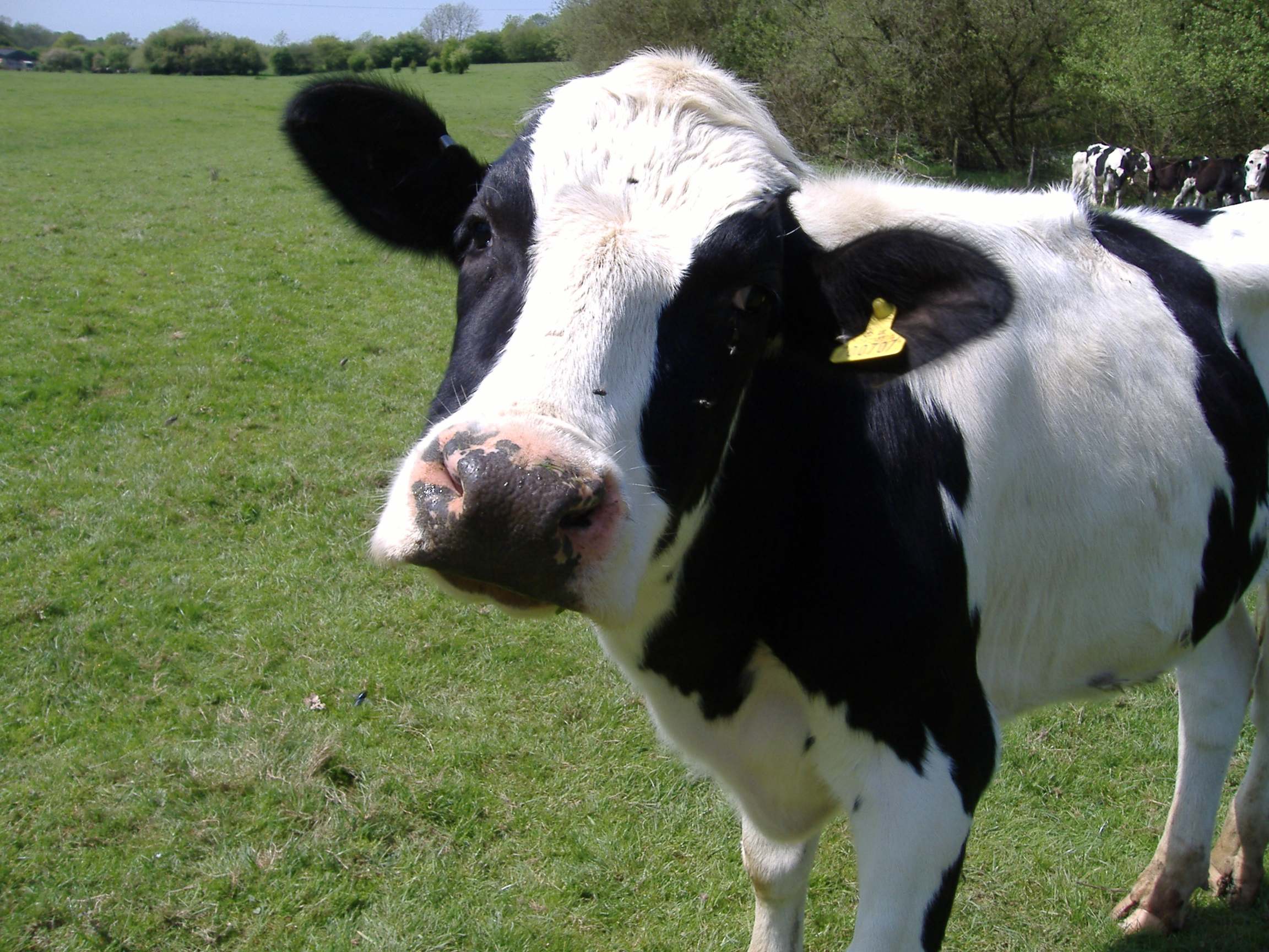 Detail Cow Jpeg Nomer 38