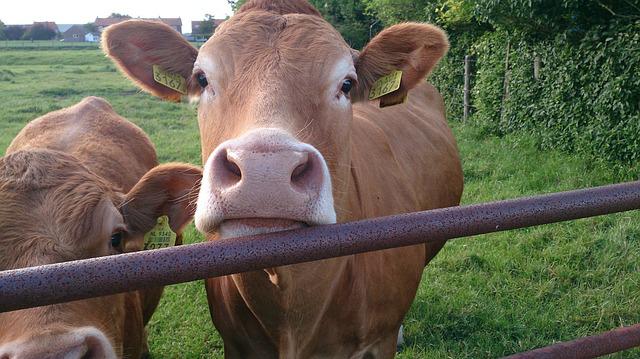 Detail Cow Jpeg Nomer 39