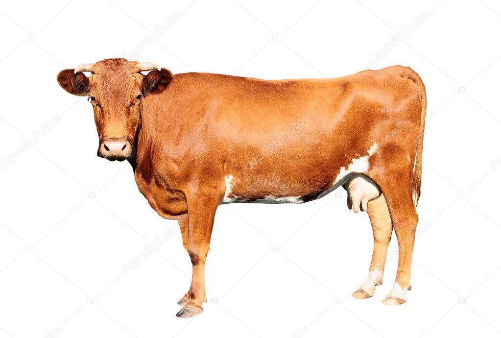 Detail Cow Jpeg Nomer 40