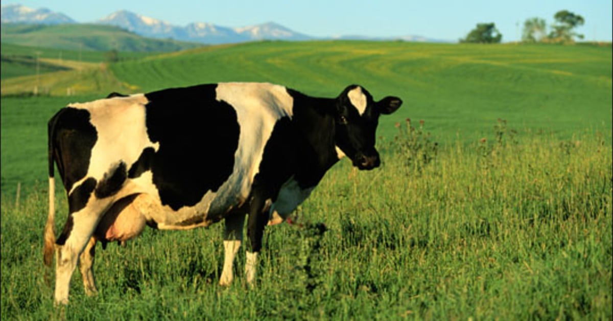 Detail Cow Jpeg Nomer 42