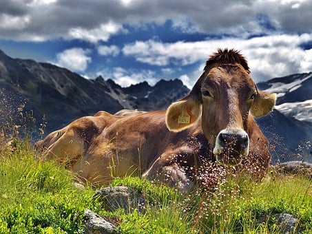 Detail Cow Jpeg Nomer 48