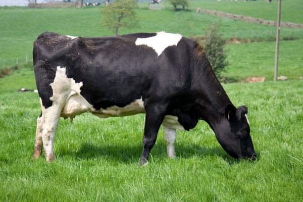 Detail Cow Jpeg Nomer 54