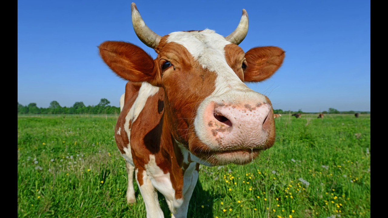 Detail Cow Jpeg Nomer 55
