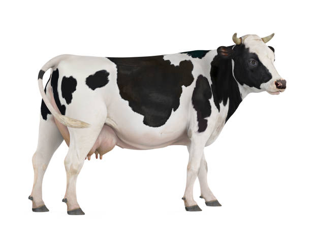 Detail Cow Jpeg Nomer 8