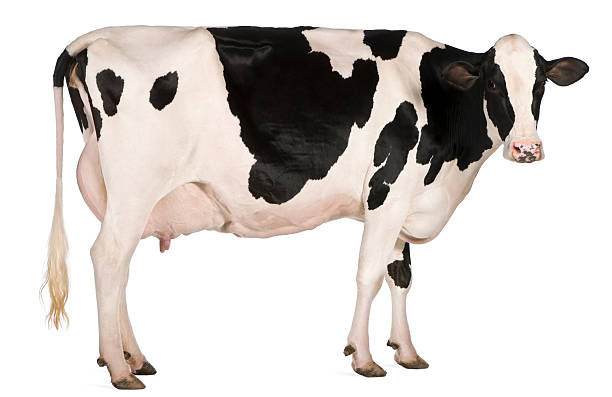 Detail Cow Jpeg Nomer 10