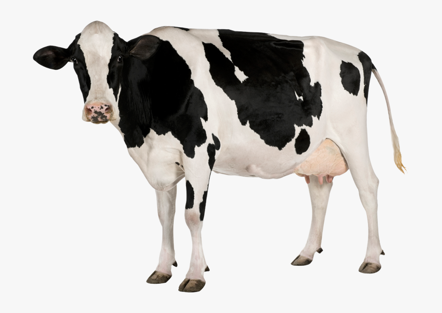 Cow No Background - KibrisPDR