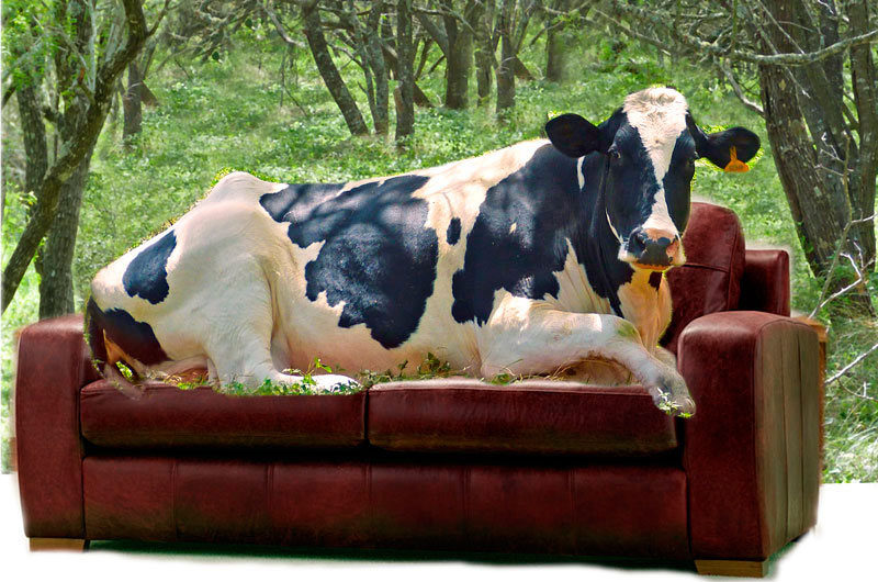 Detail Cow On Sofa Painting Nomer 12