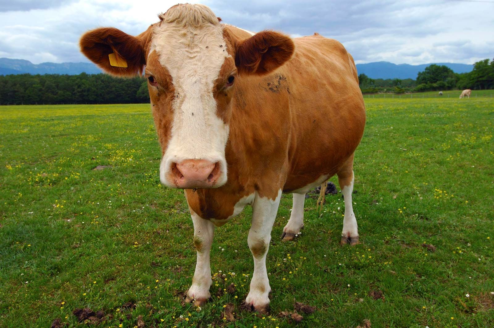 Cow Photo - KibrisPDR