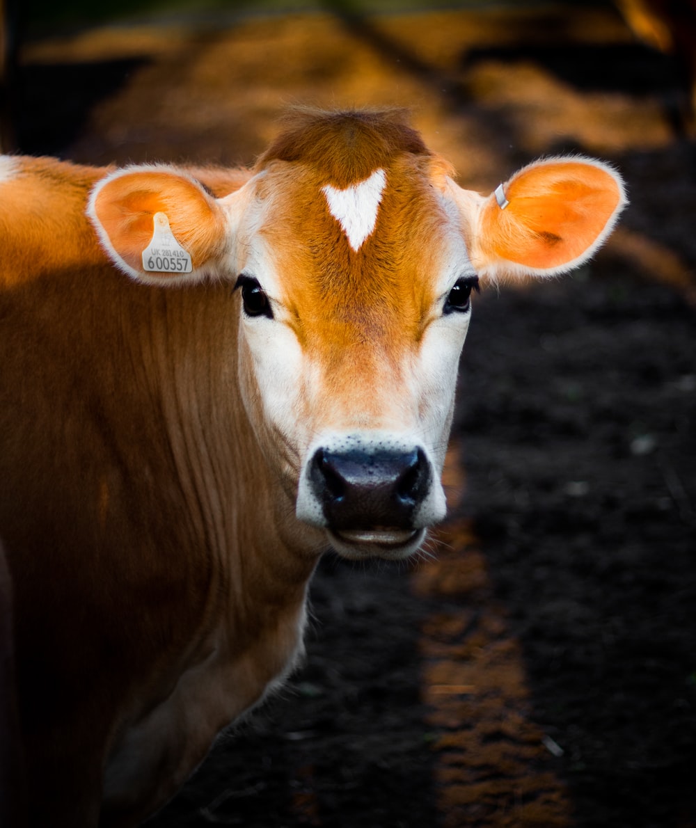 Cow Photos Gallery Cows - KibrisPDR