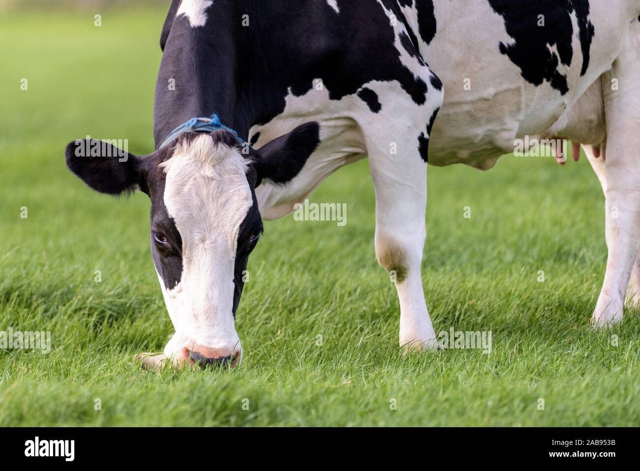 Detail Cow Photos Gallery Cows Nomer 57