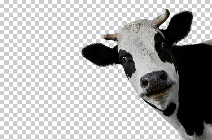 Detail Cow Picture Free Nomer 20