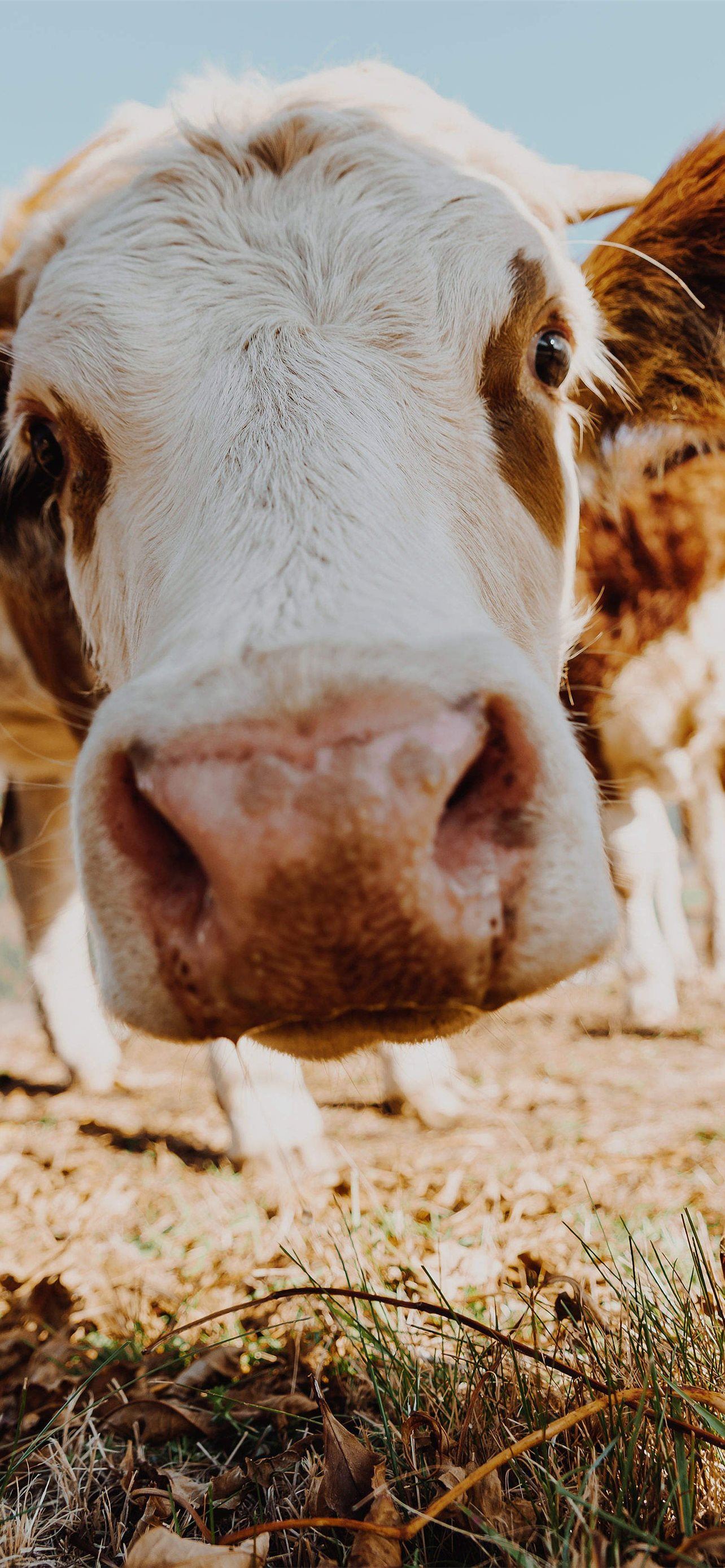 Detail Cow Print Background Iphone Nomer 22