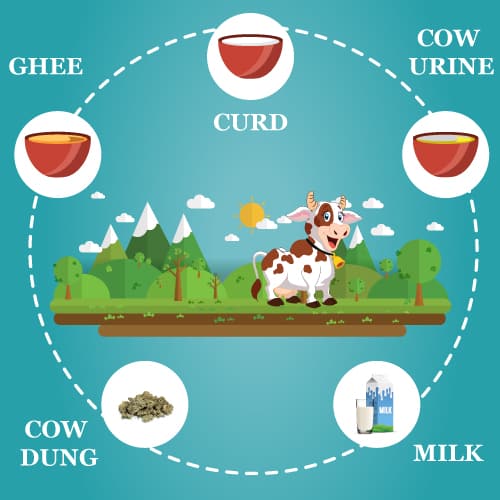 Detail Cow Products Images Nomer 44