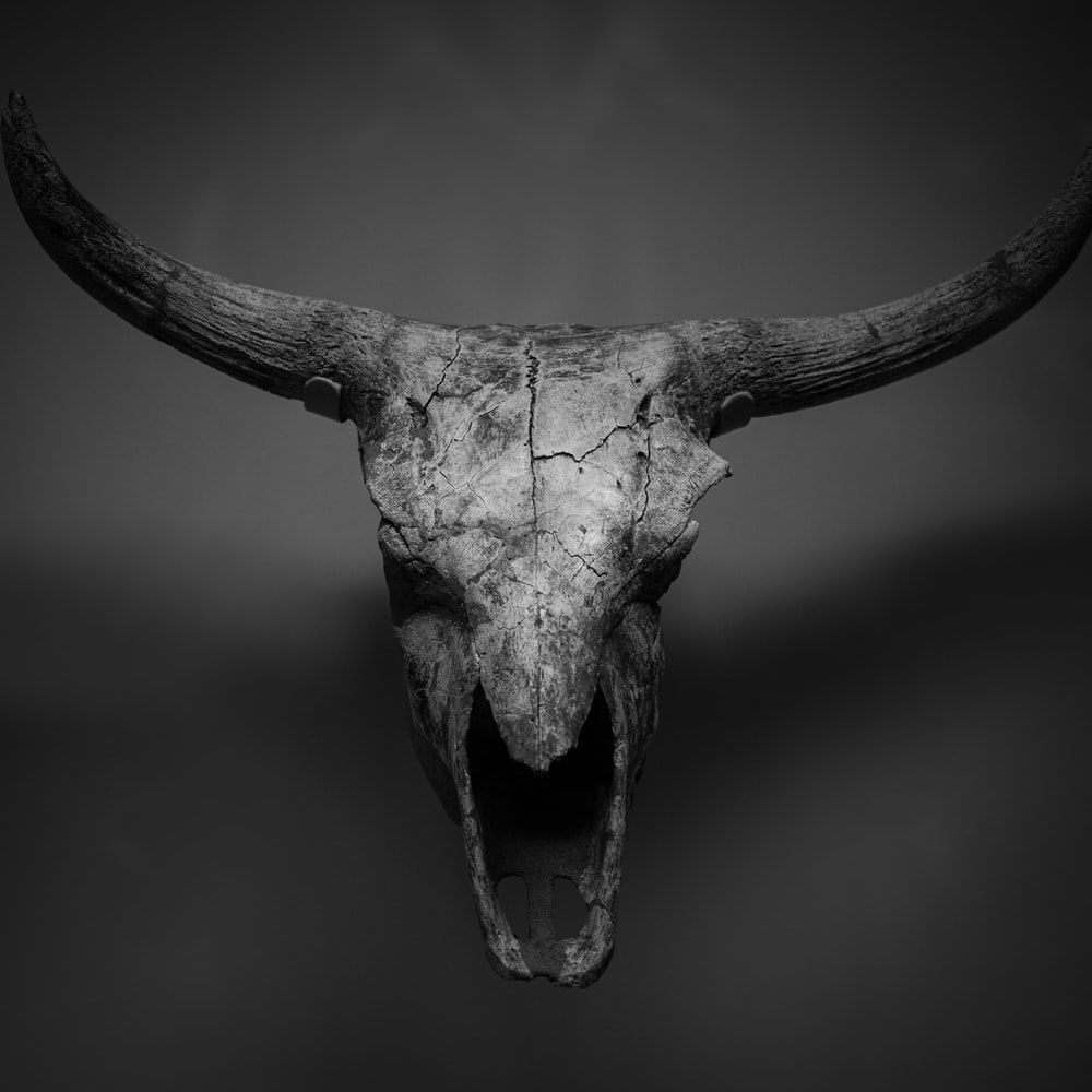 Detail Cow Skull Wallpaper Nomer 3