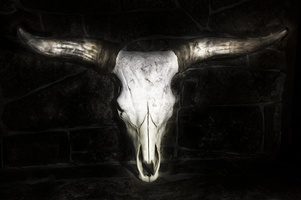 Detail Cow Skull Wallpaper Nomer 4