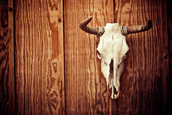 Detail Cow Skull Wallpaper Nomer 55