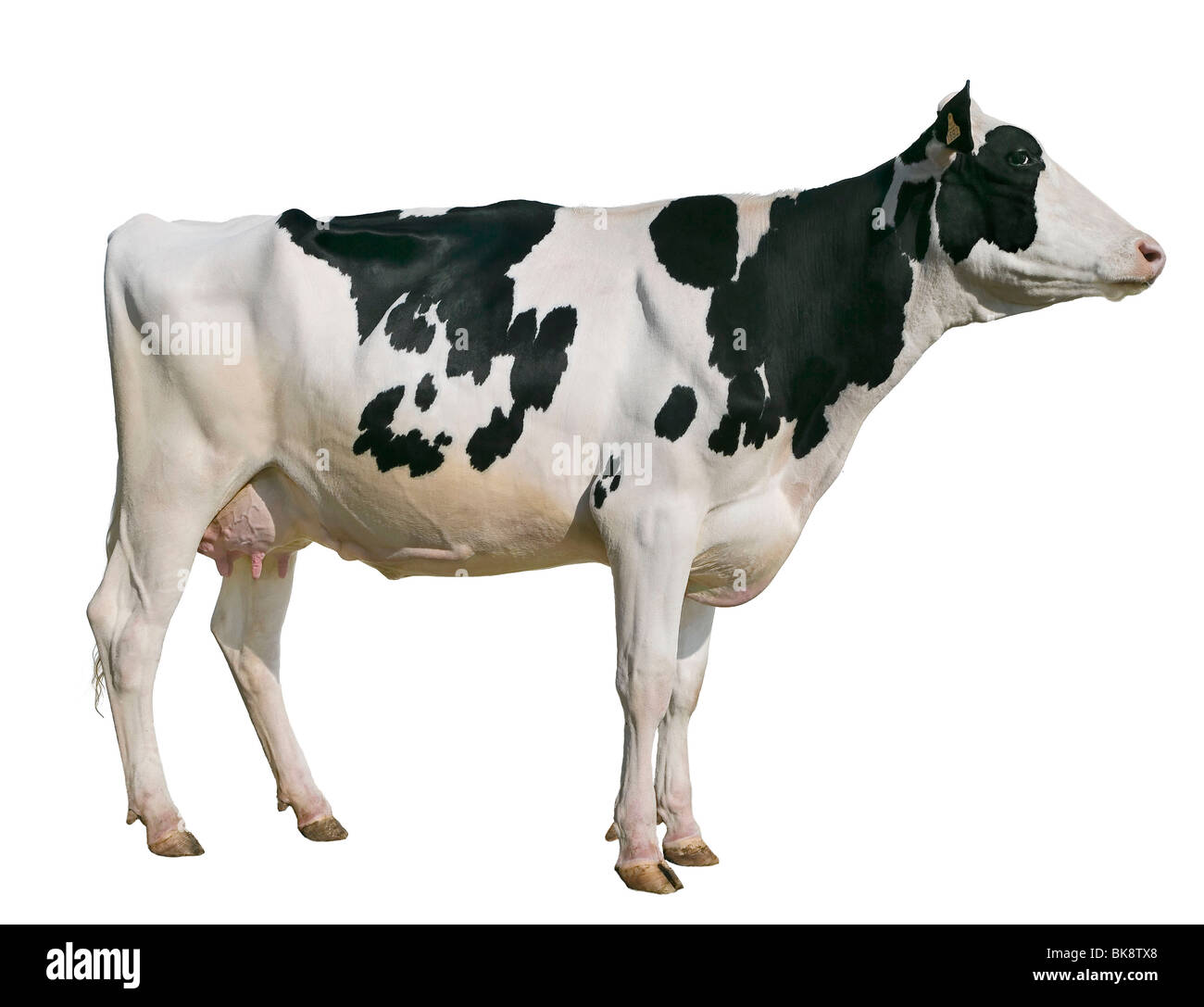 Detail Cow Stock Image Nomer 13
