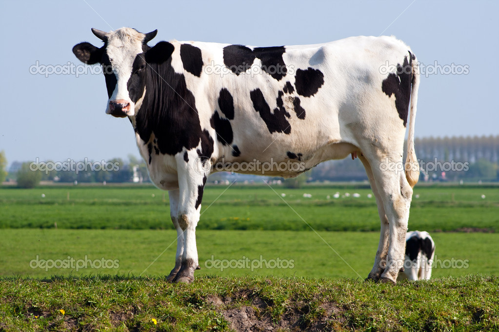 Detail Cow Stock Image Nomer 20