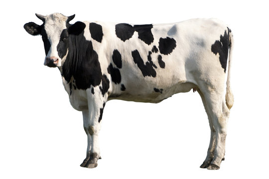 Detail Cow Stock Image Nomer 3