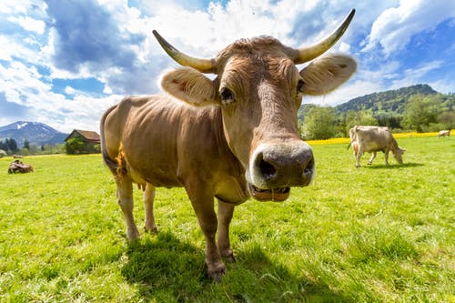 Download Cow Stock Image Nomer 26