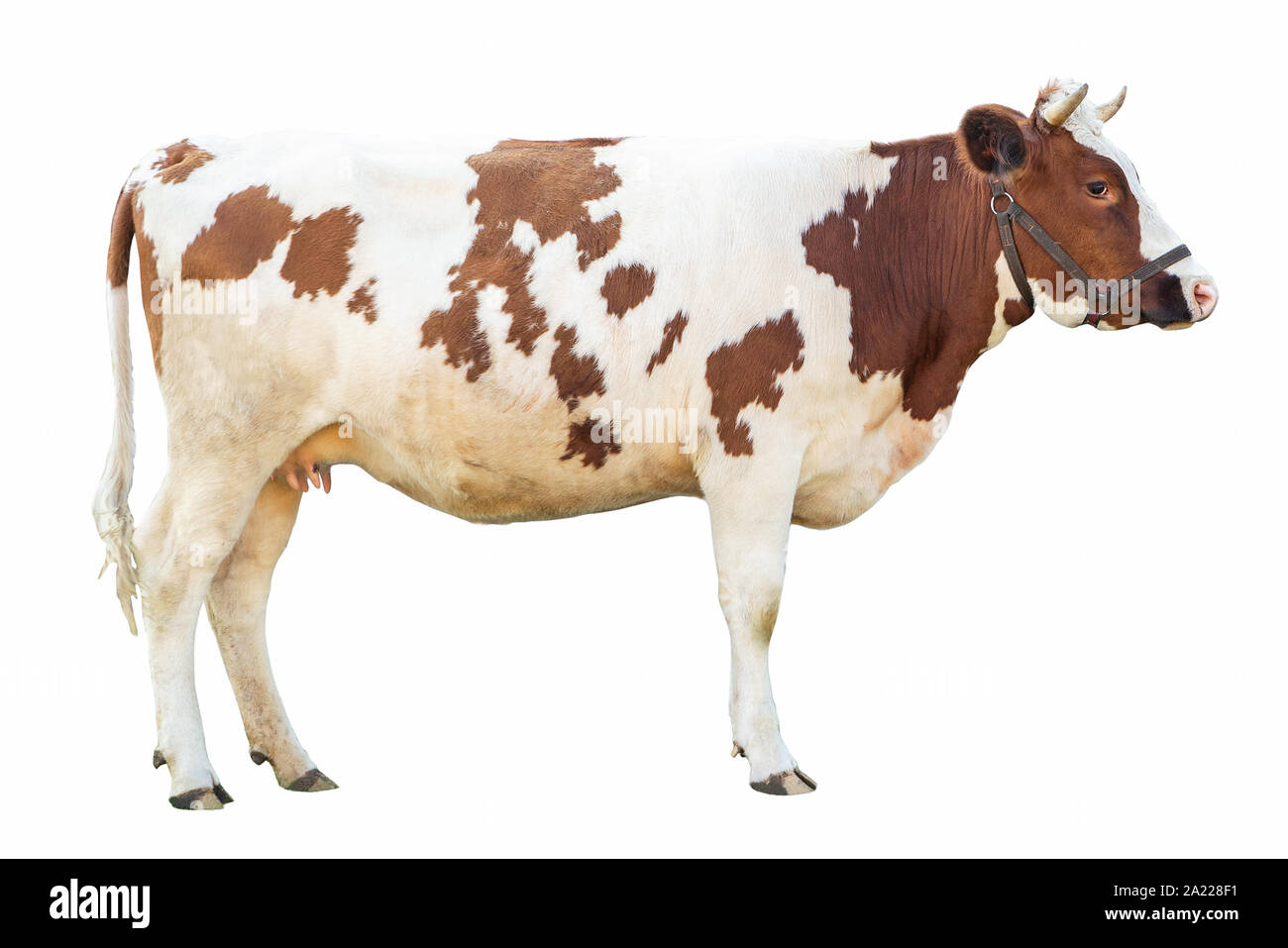 Detail Cow Stock Image Nomer 28