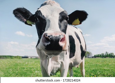 Detail Cow Stock Image Nomer 4