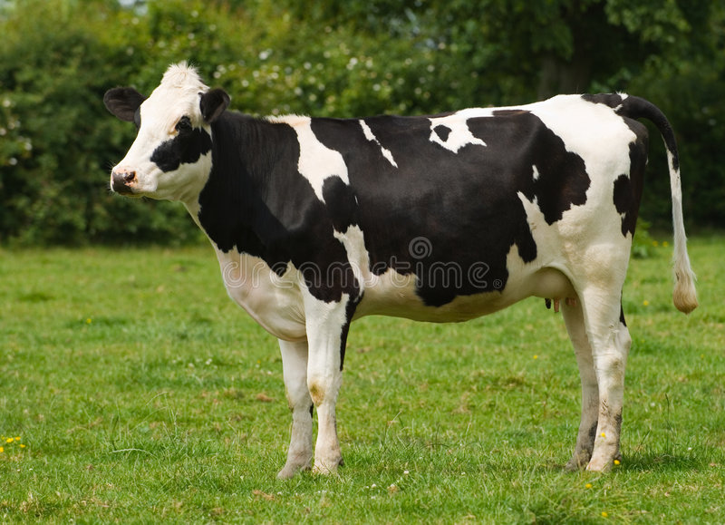 Detail Cow Stock Image Nomer 32