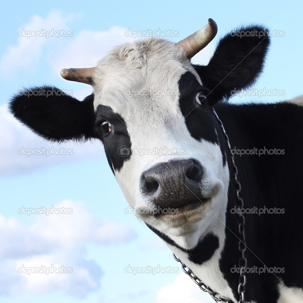 Detail Cow Stock Image Nomer 33