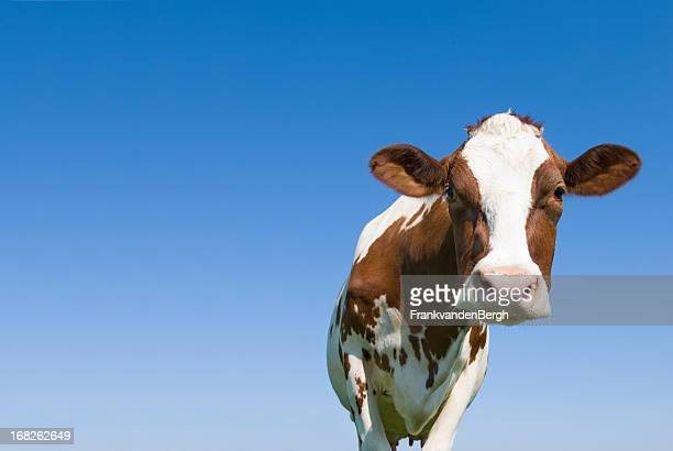 Detail Cow Stock Image Nomer 35