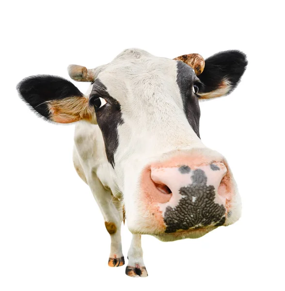 Detail Cow Stock Image Nomer 49