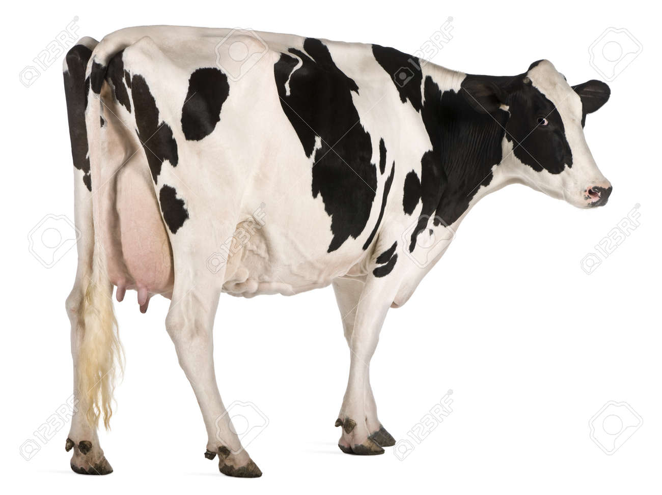 Detail Cow Stock Image Nomer 56