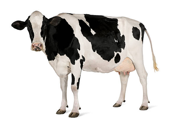 Detail Cow Stock Image Nomer 7