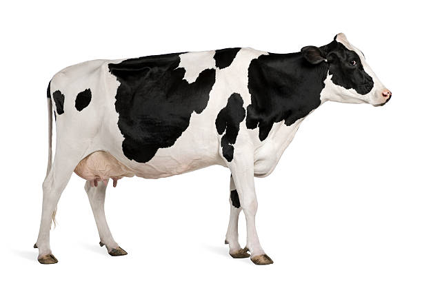 Detail Cow Stock Image Nomer 9