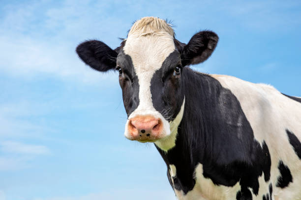 Cow Stock Photo - KibrisPDR