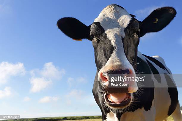 Detail Cow Stock Photo Nomer 12