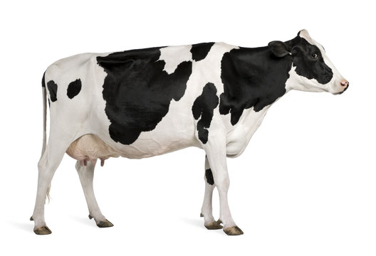 Detail Cow Stock Photo Nomer 13