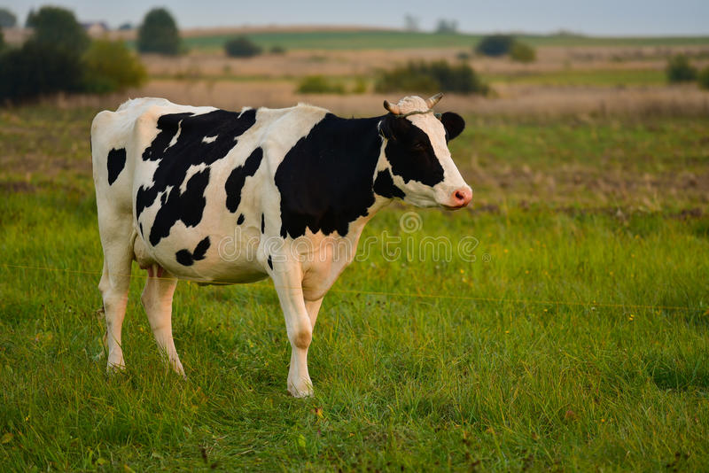 Detail Cow Stock Photo Nomer 15